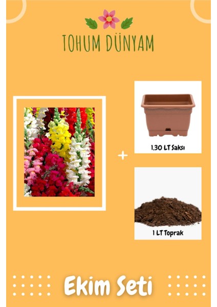 Karışık Renkli Aslanağzı Çiçeği Tohumu Ekim Seti