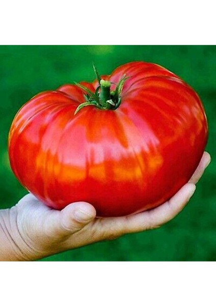 20 Adet Beefsteak Domates Tohumu