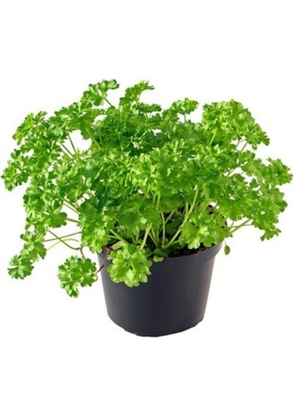 Agrobazaar Iri Yapraklı Italyan Maydonoz 2000 + Tohum