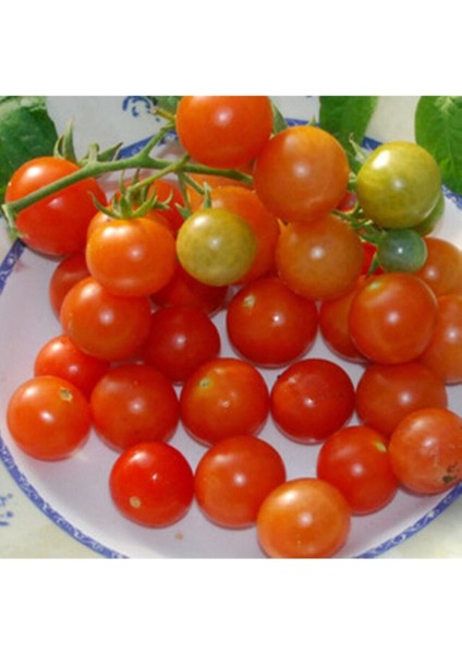 20 Adet Tonadose De Conores Domates Tohumu