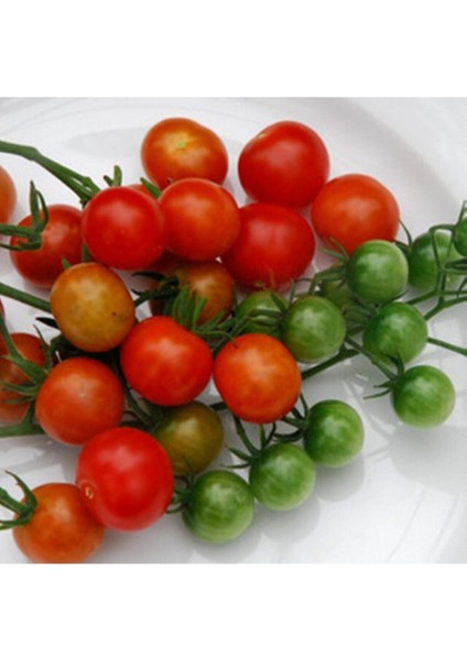 20 Adet Tess Land Race Currant Domates Tohumu