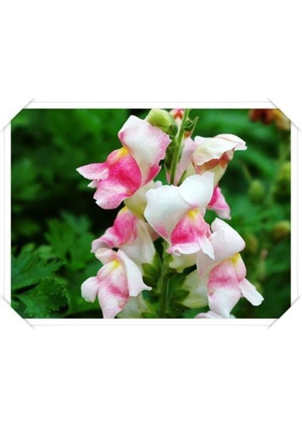 10 Adet Açık Soft Renkli Aslanağzı Çiçek Tohumu