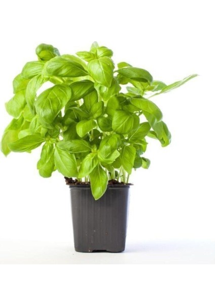 Geniş Yaprak Yeşil Reyhan Tohumu 100 Adet Tohum Fesleğen