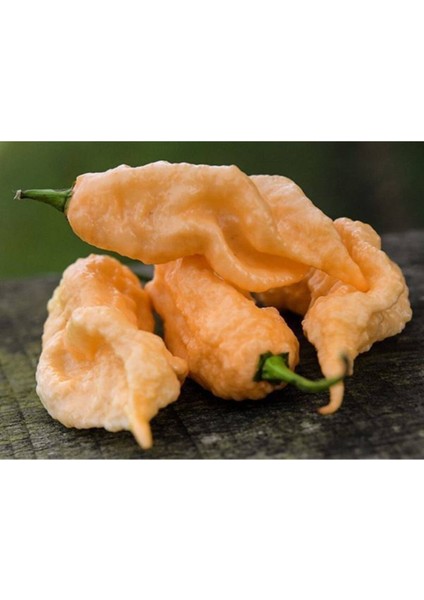 Sarı Bhut Jolakia Acı Biber Tohumu 10 Adet