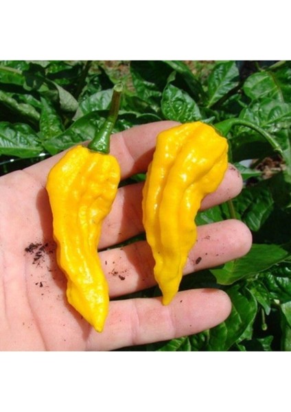 10 Adet Sarı Bhut Jolokia Biber Tohumu