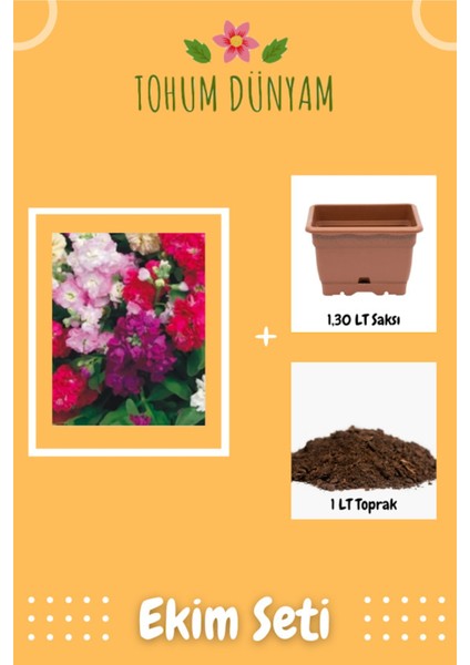 Karışık Renk Yediveren Şebboy Çiçeği Tohumu Ekim Seti