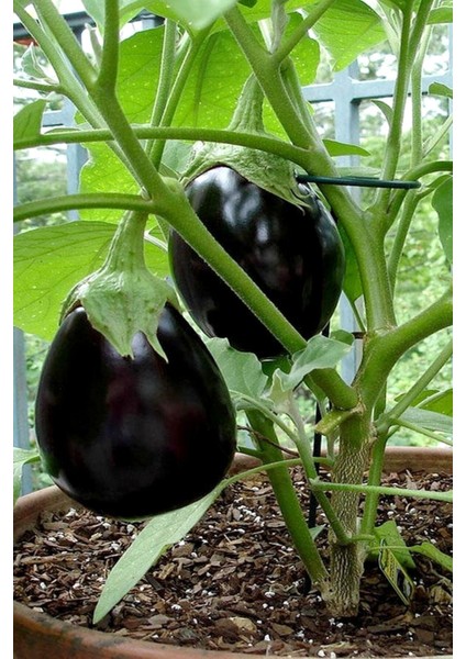 Siyah Topan Patlıcan Tohumu / 5+ Adet Tohum