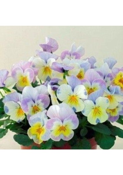 Alacalı Menekşe Çiçeği Tohumu 10 15 Adet