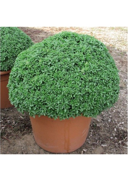 Mis Kokulu Top Reyhan Tohumu 15 Adet Tohum Çiçek Tohumu Fesleğen