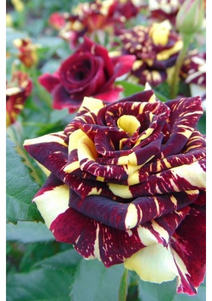 5 Adet Abracadabra Gül Tohumu