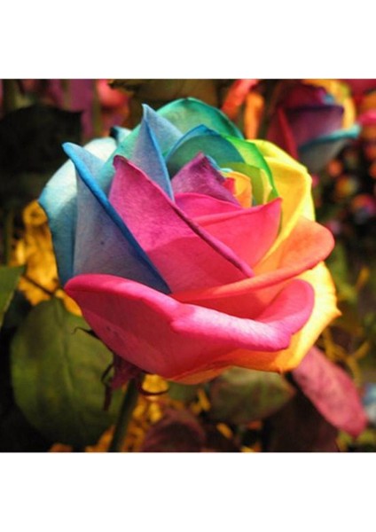 5 Adet Gökkuşağı Gül Tohumu