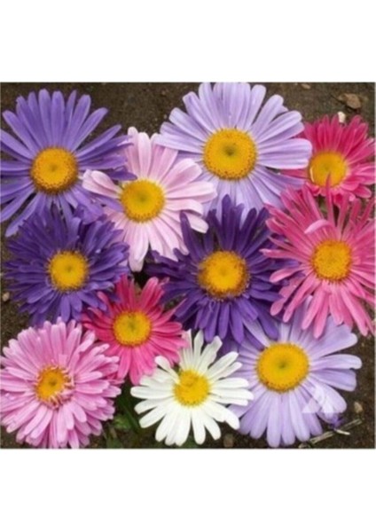 Dilberkirpiği Çiçeği Tohumu