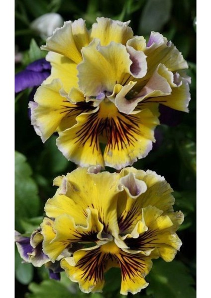 Sarı Katmerli Sarı Menekşe Çiçeği Tohumu 10 15A Det