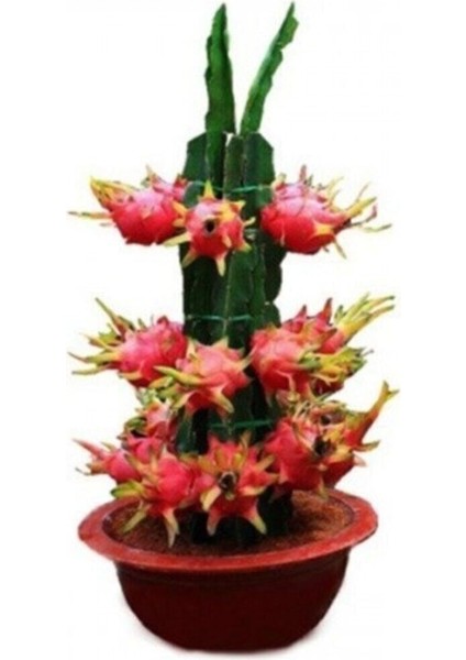 Bodur Pitaya Meyvesi Tohumu 10 Adet Tohum Saksılık Pitaya Tohumu