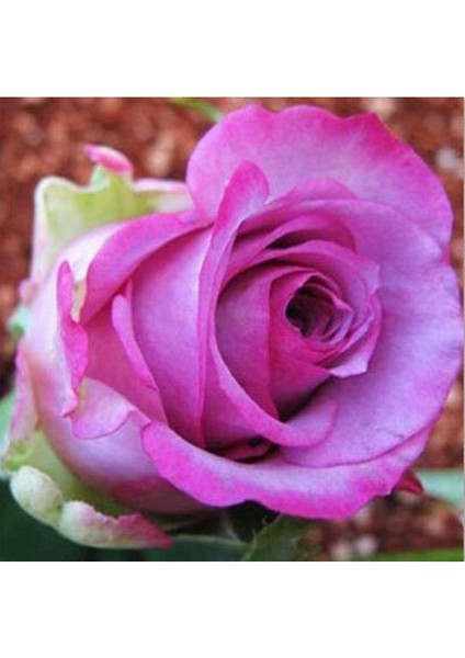 5 Adet Otantik Pembe Gül Tohumu