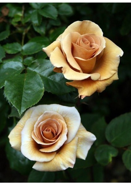 5 Adet Irısh Cream Gül Tohumu