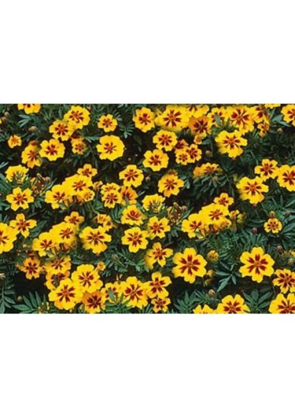 Sarı Kırmızı Tagetes Çiçeği Tohumu(20 Adet)