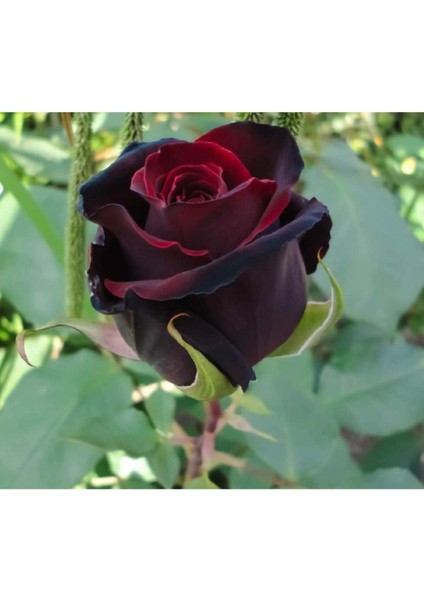 5 Adet Siyah Kırmızı Gül Tohumu