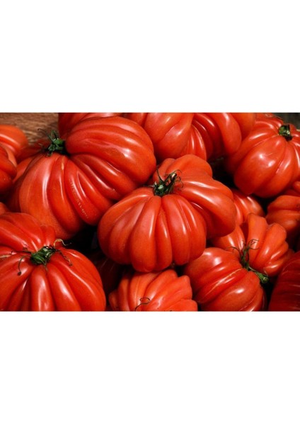 10 Adet Italyan Trumpet Domates Tohumu