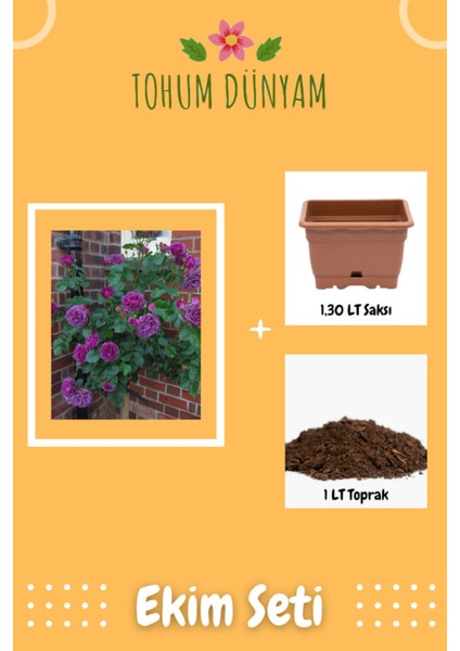 Mor Gül Ağacı Tohumu Ekim Seti