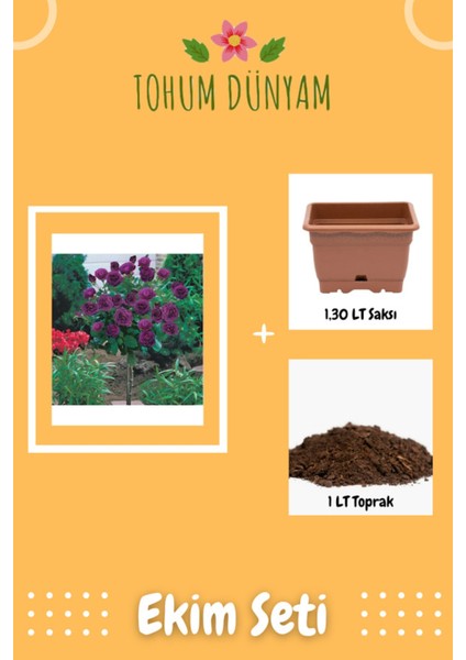 Bodur Mor Gül Ağacı Tohumu Ekim Seti