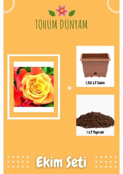 Ateş Perisi Gül Tohumu Ekim Seti