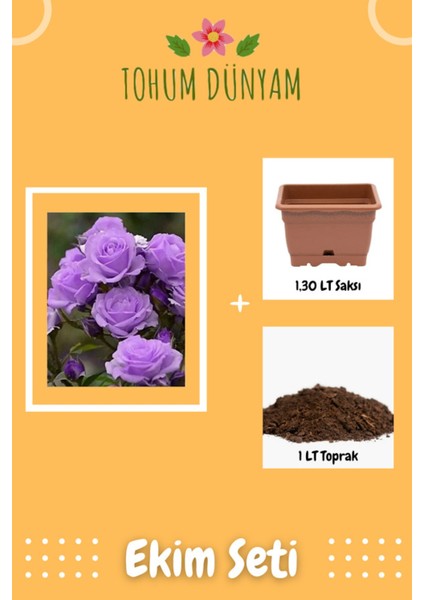 Lavander Gül Tohumu Ekim Seti