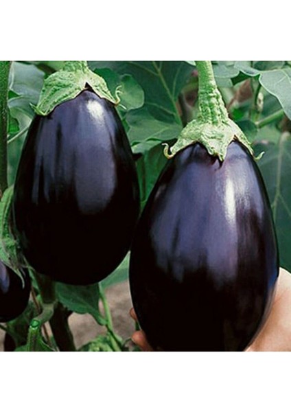 20 Adet Siyah Tombul Patlıcan Tohumu