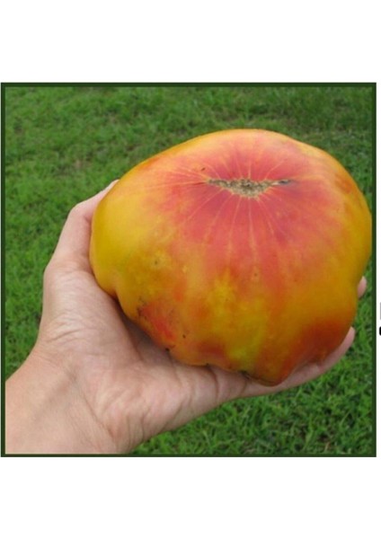 Eski Büyük Alman Domates Tohumu