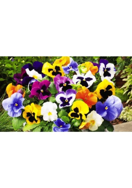 10 Adet Karışık Renkli Menekşe Çiçeği Tohumu