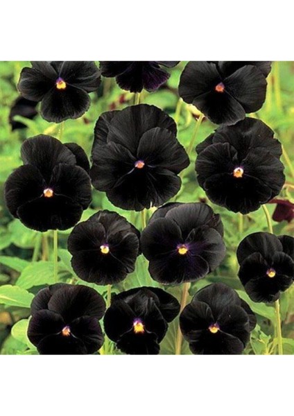 Siyah Renkli Menekşe Çiçeği Tohumu 10 15 Adet