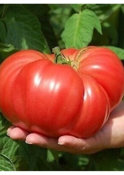 Dev Büyük Domates Tohumu 20 Adet