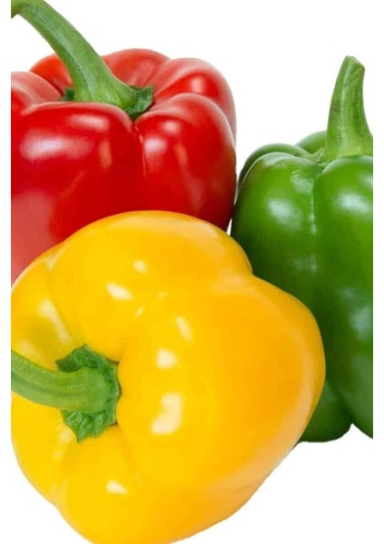 Dolmalık Biber Tohumu Renkli 20 Adet