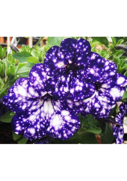 10 Adet Mavi-Beyaz Renkli Bodur Petunya Tohumu Ithal