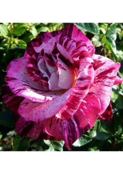 10 Adet Çift Renkli Gül Çiçeği Tohumu