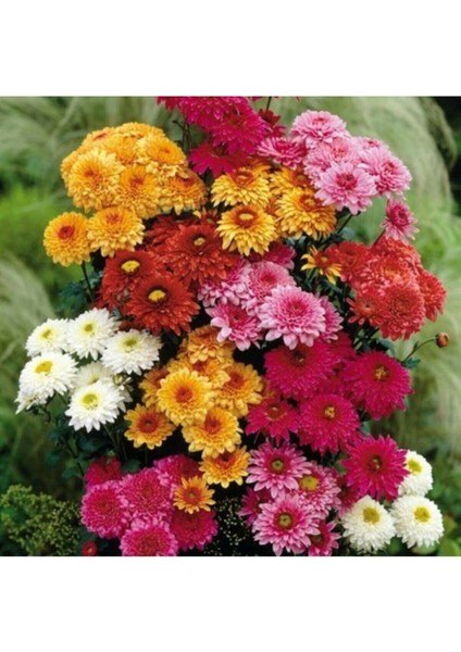 Kasımpatı Çiçeği Tohumu