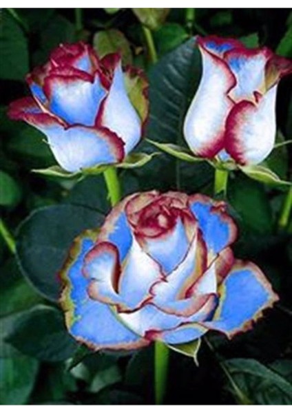 5 Adet Mavi Hipnoz Gül Tohumu