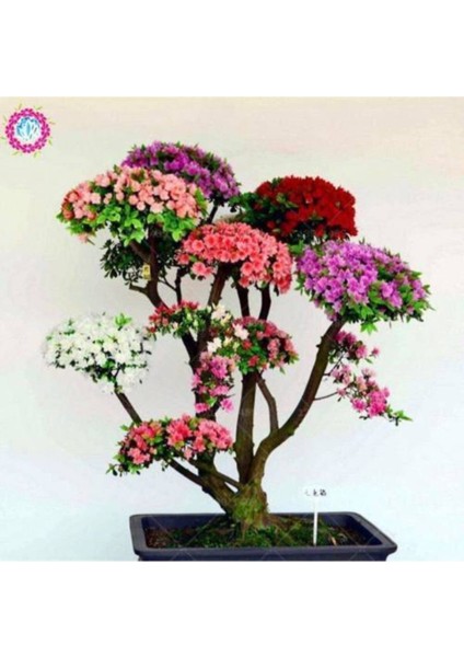 Japon Gülü Ağacı Bonsai Tohumu