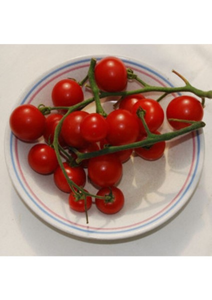 20 Adet Velvet Red Domates Tohumu