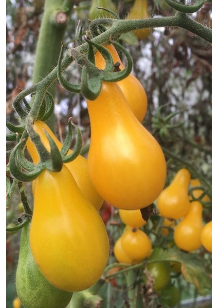 Sarı Ampul Domates Tohumu 70 Adet