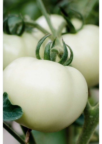 Hybrite Beyaz Domates Tohumu / 10+ Adet Tohum