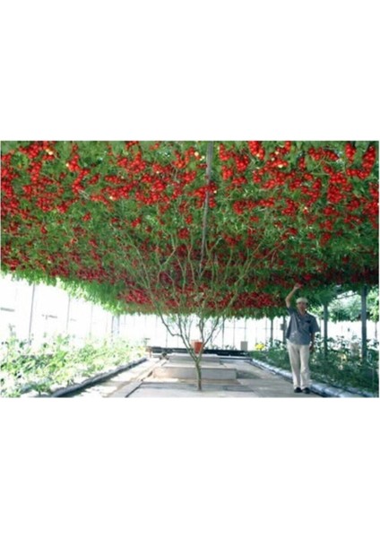 Nadir Ithal Italyan Domates Ağacı Tohumu 20 Adet Domates Tohumu