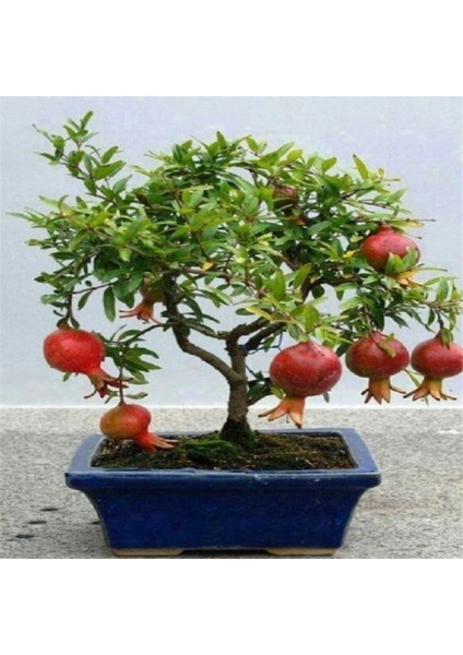 Nadir Ithal Bodur Nar Bonzai Ağacı Tohumu 5 Tohum Bonsai Tohumu