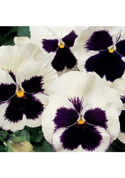 Siyah Beyaz Menekşe Çiçeği Tohumu 10 15 Adet