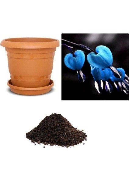 Ithal Mavi Dicentra Çiçeği Tohumu Ekim Seti