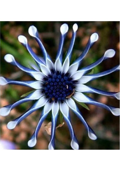 Nadir Ithal Dev Mavi Papatya Tohumu 5 Adet Tohum Çiçek Tohumu