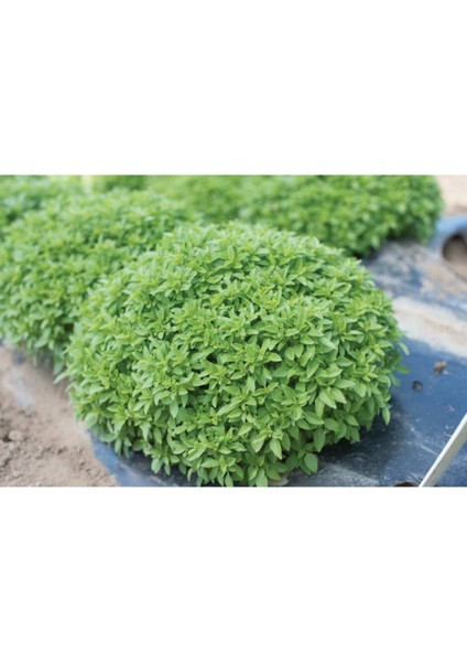 100 Adet Dev Top Reyhan/fesleğen Tohumu