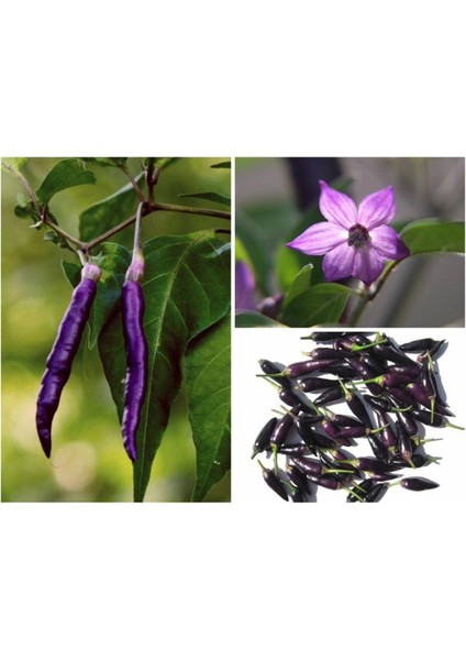 20 Adet Organic Purple Cayenne Biber Tohumu
