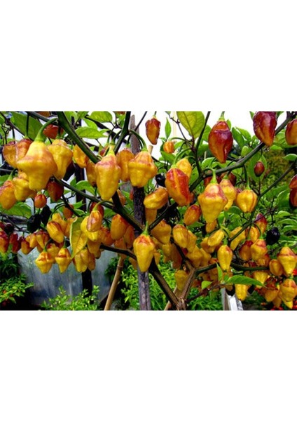 10 Adet Rare Bolivian Bumpy Biber Tohumu