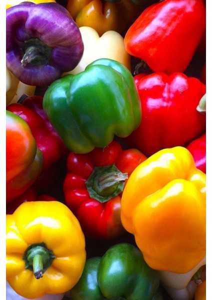 Renkli California Biberi Tohumu /eko Paket 100 + Adet